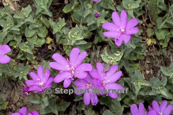 epilobium obcordatum 3 graphic